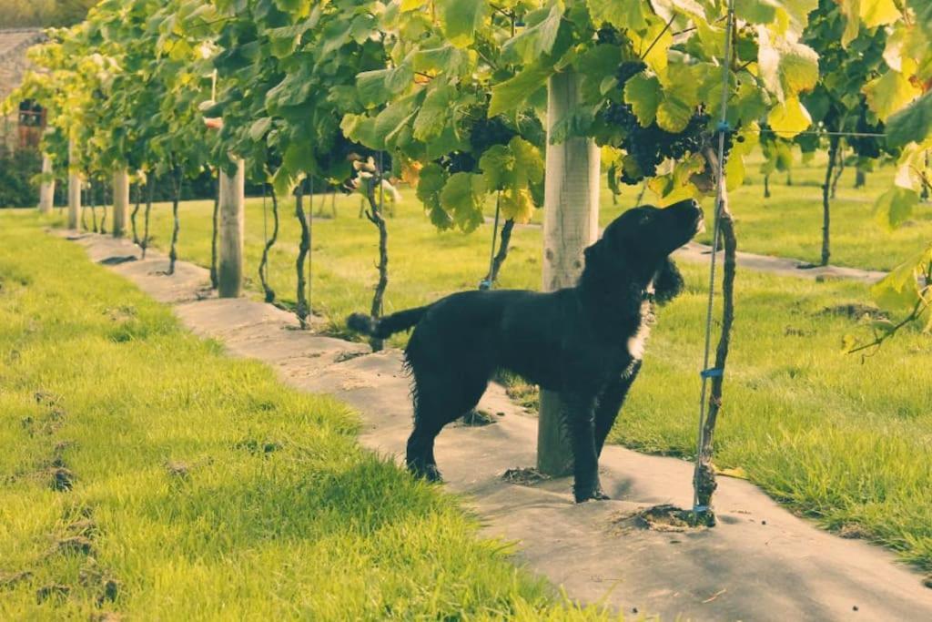 Vineyard Country Cottage Llanerch-Aeron ภายนอก รูปภาพ