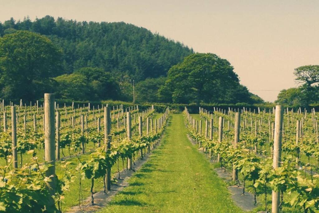 Vineyard Country Cottage Llanerch-Aeron ภายนอก รูปภาพ